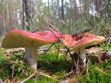 Сыроежки растущие полянами