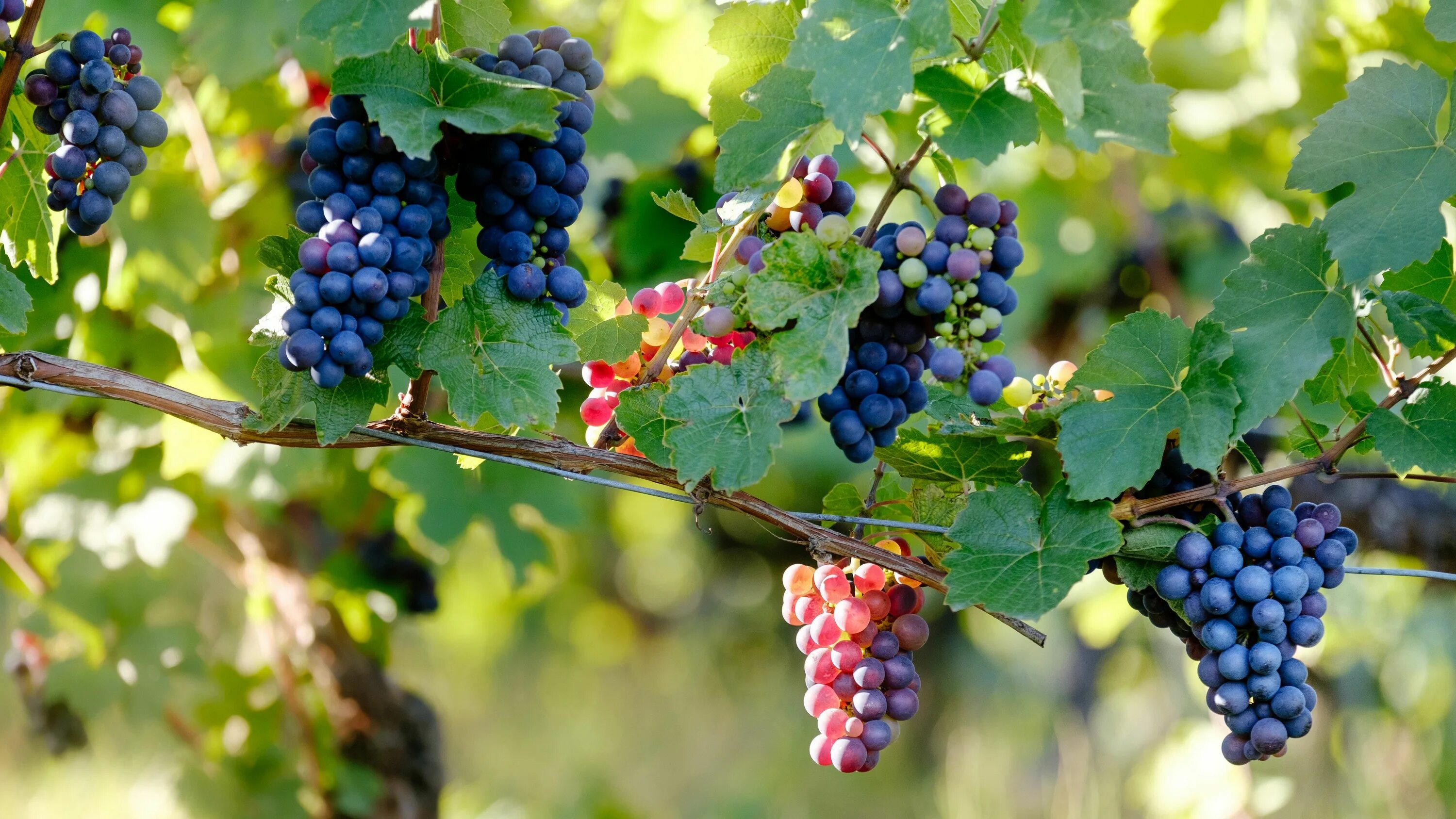 Grape vine