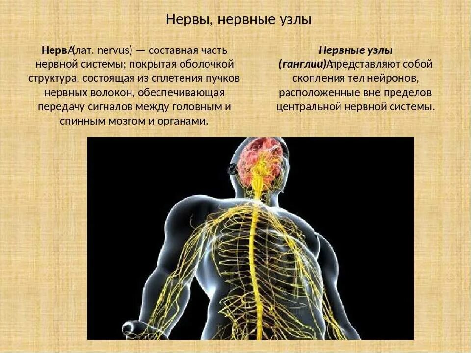 1 функции нервов. Нервная система. Презентация на тему нервная система. Функции нервной системы человека. Нервная система биология 8.