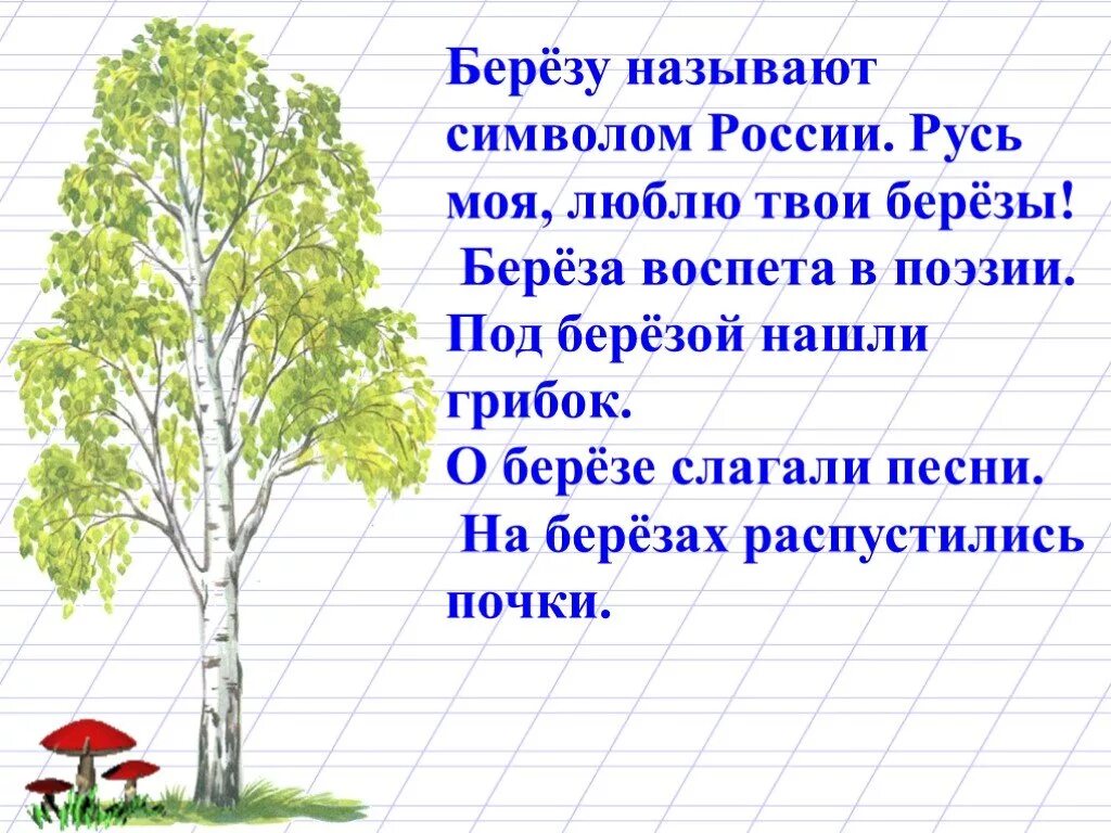 Три березы текст. Рассказ о Березе. Небольшой рассказ о Березе. Береза 2 класс. Маленькое сочинение про ? Берёзу.