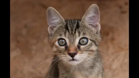 Желтые уши кошки