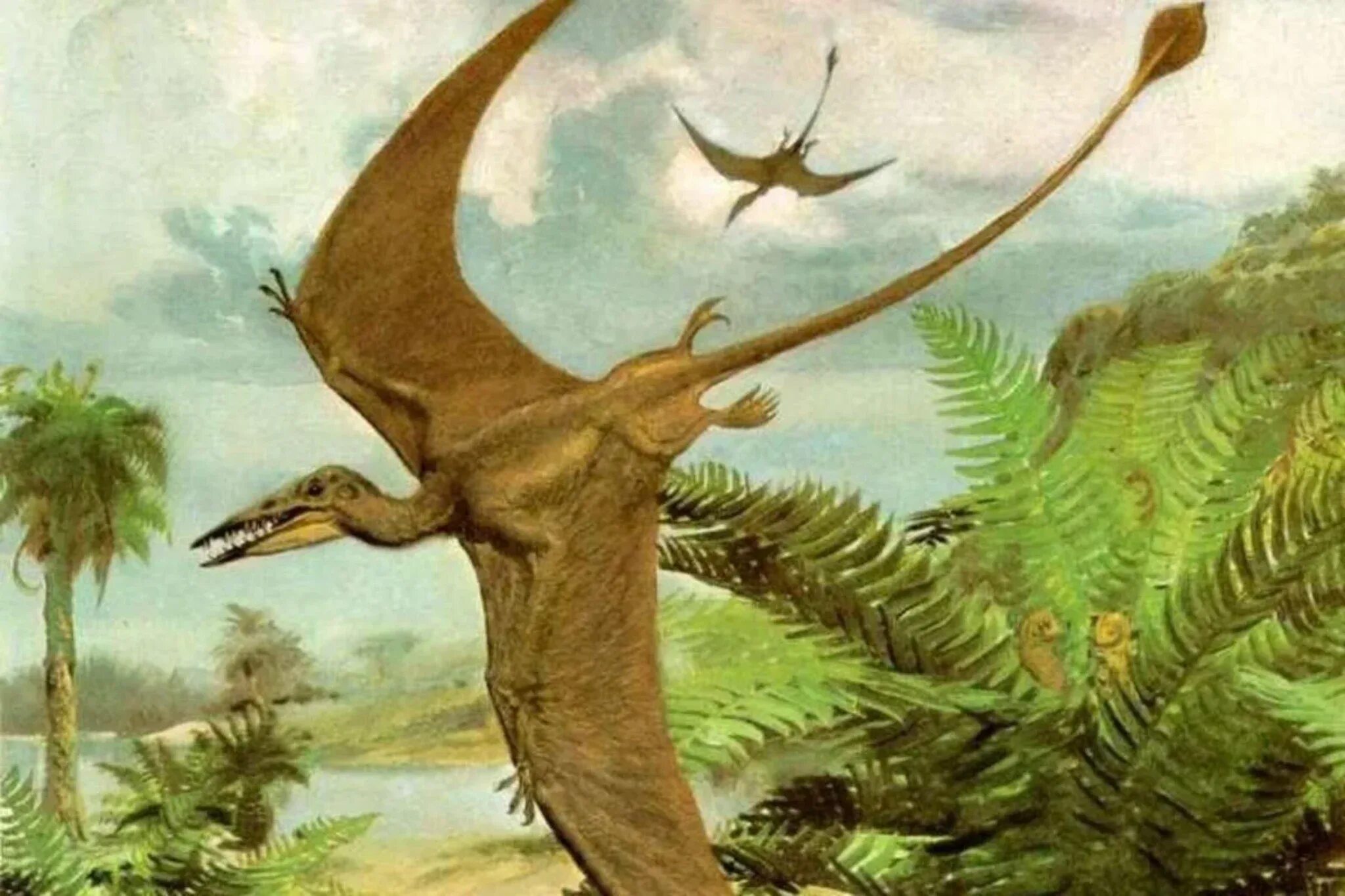 Птерозавры мезозоя. Птерозавры Триасового периода. Динозавры Триасового периода. Птерозавры рамфоринхи. Вымерший ящер