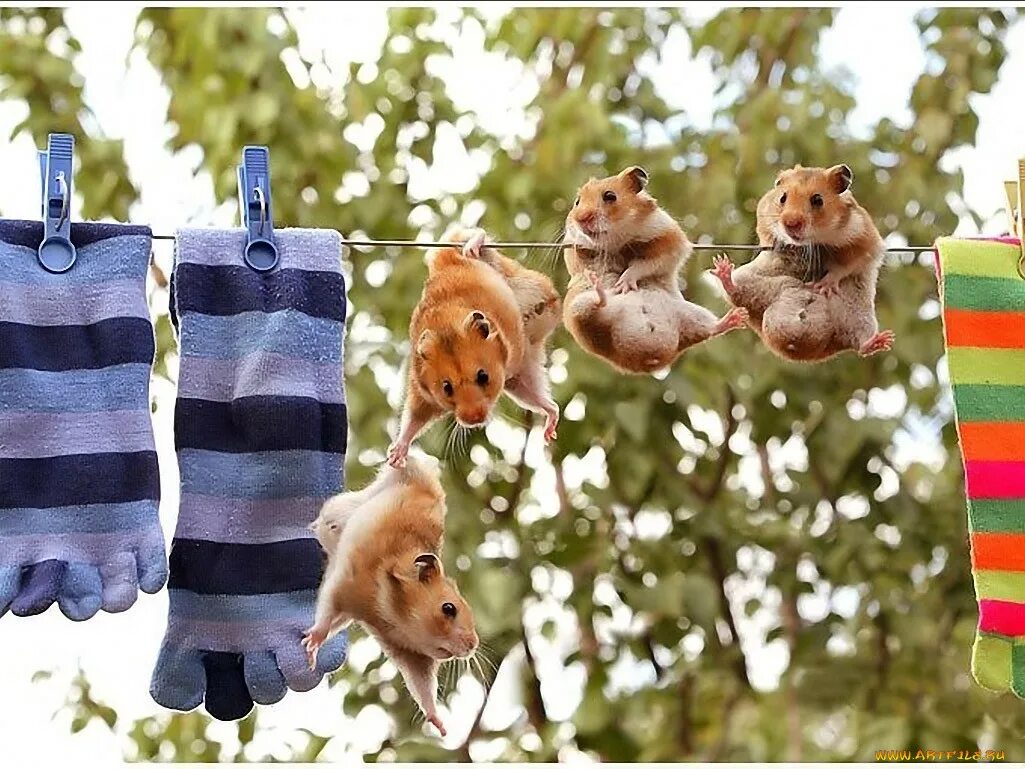 4 животных. 4 животных