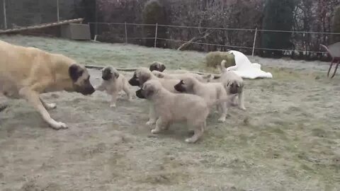Видео бои кангалов