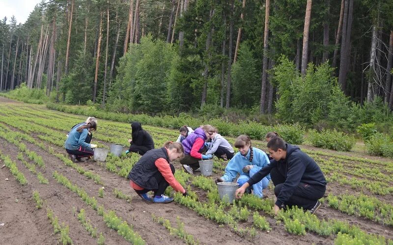 Лесное хозяйство. Лесное и Лесопарковое хозяйство. Лесхоз. Растениеводство лесоводство.