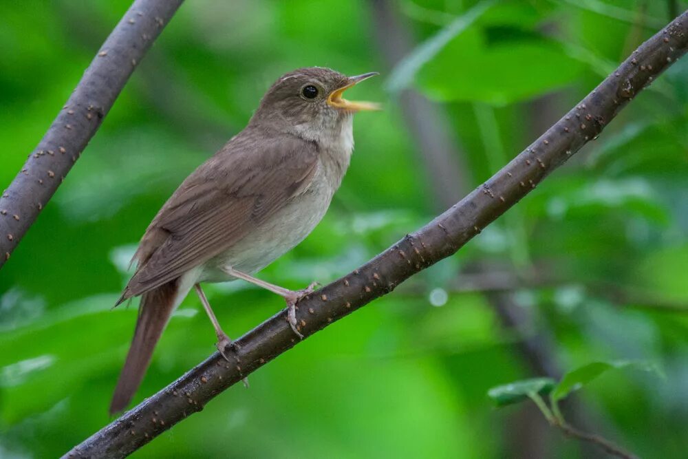 Luscinia Luscinia. Курский Соловей. Семейство соловьиных. Курский Соловей птица.