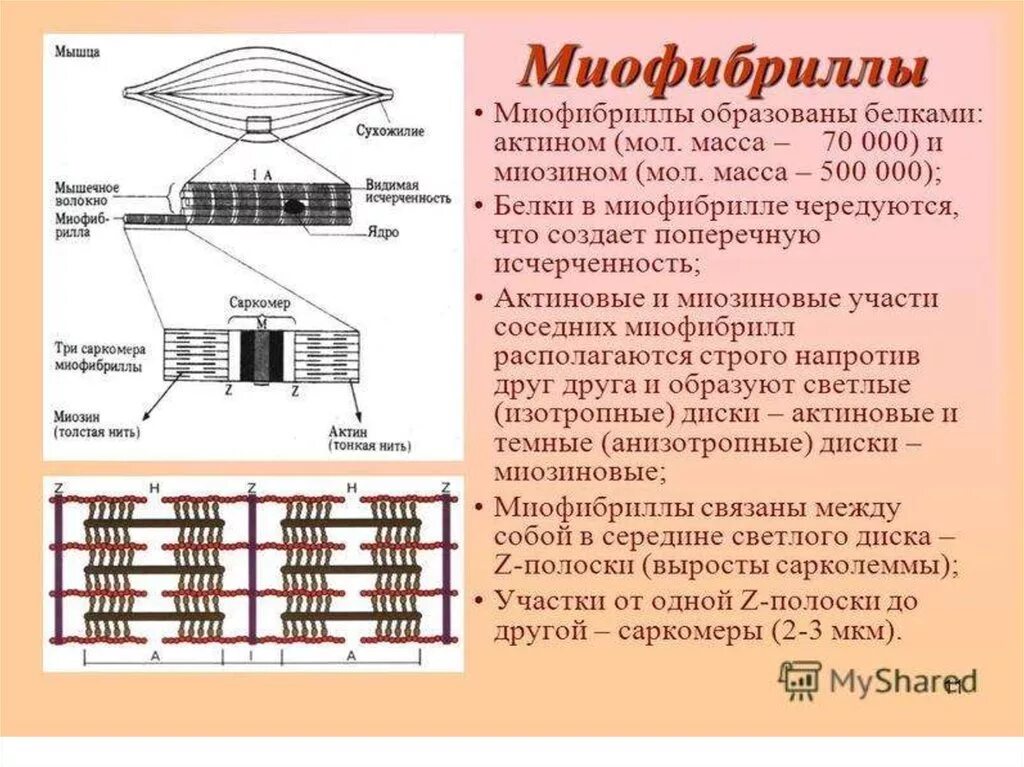 Миофибриллы состоят из. Строение мышечного волокна саркомер. Саркомерное строение миофибрилл. Строение миофибриллы мышечного волокна. Строение мышцы миофибриллы.