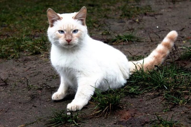 Шерсть оленя текстура. Солнечные пятна презентация. Как убрать след от утюга на черном пиджаке. Слово подпалины. Шерсть оленя.