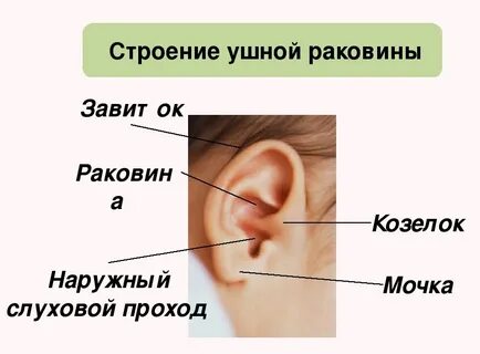 Массаж козелка уха