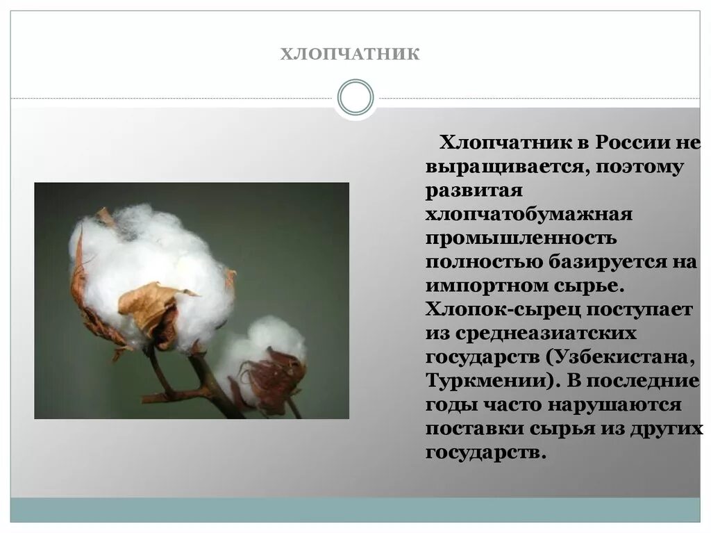 Первое место по производству хлопка. Первое место по производству хлопка