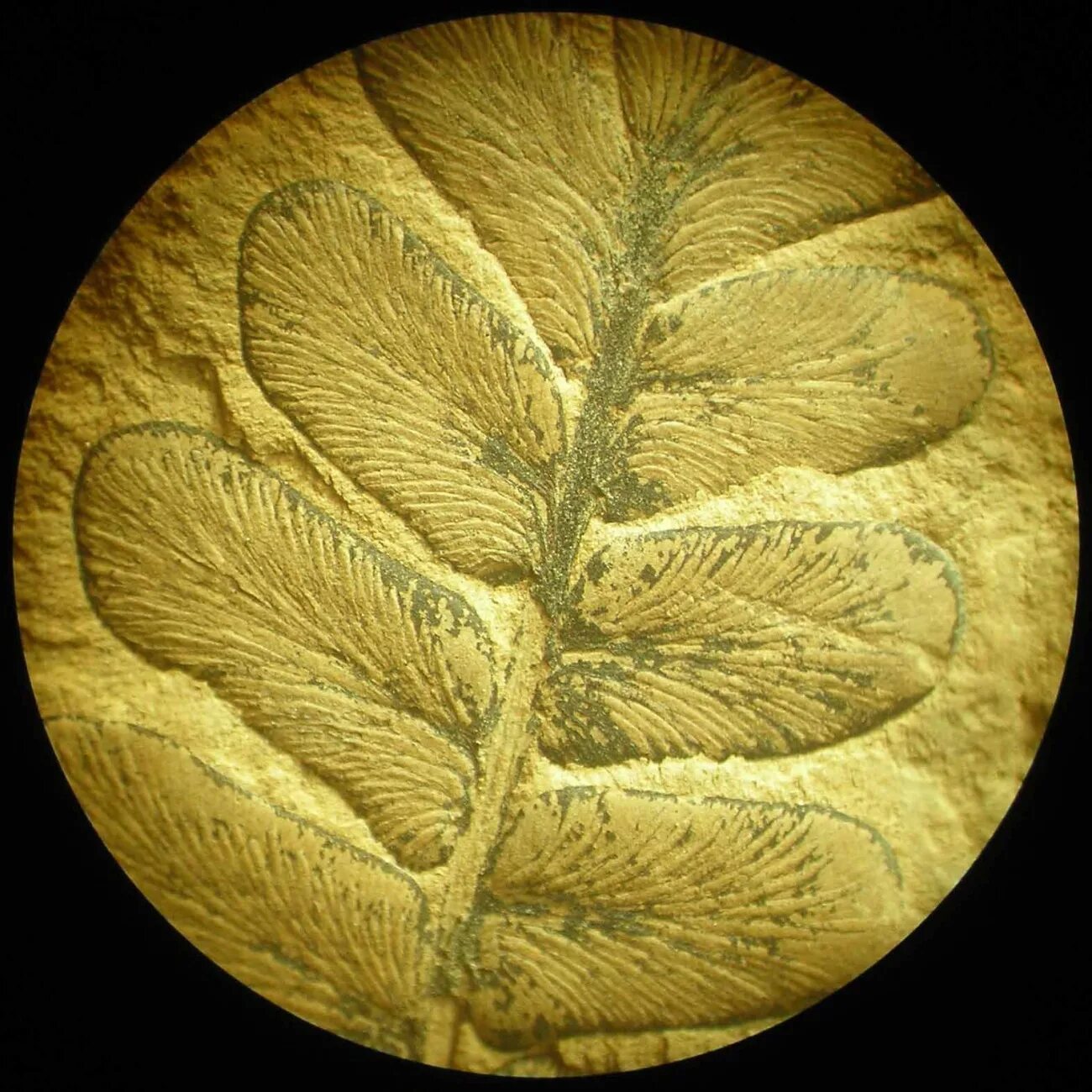 Семенные папоротники примеры. Неуроптерис neuropteris. семенные папоротники окаменелости. древние семенные папоротники. медуллоза ноэ.