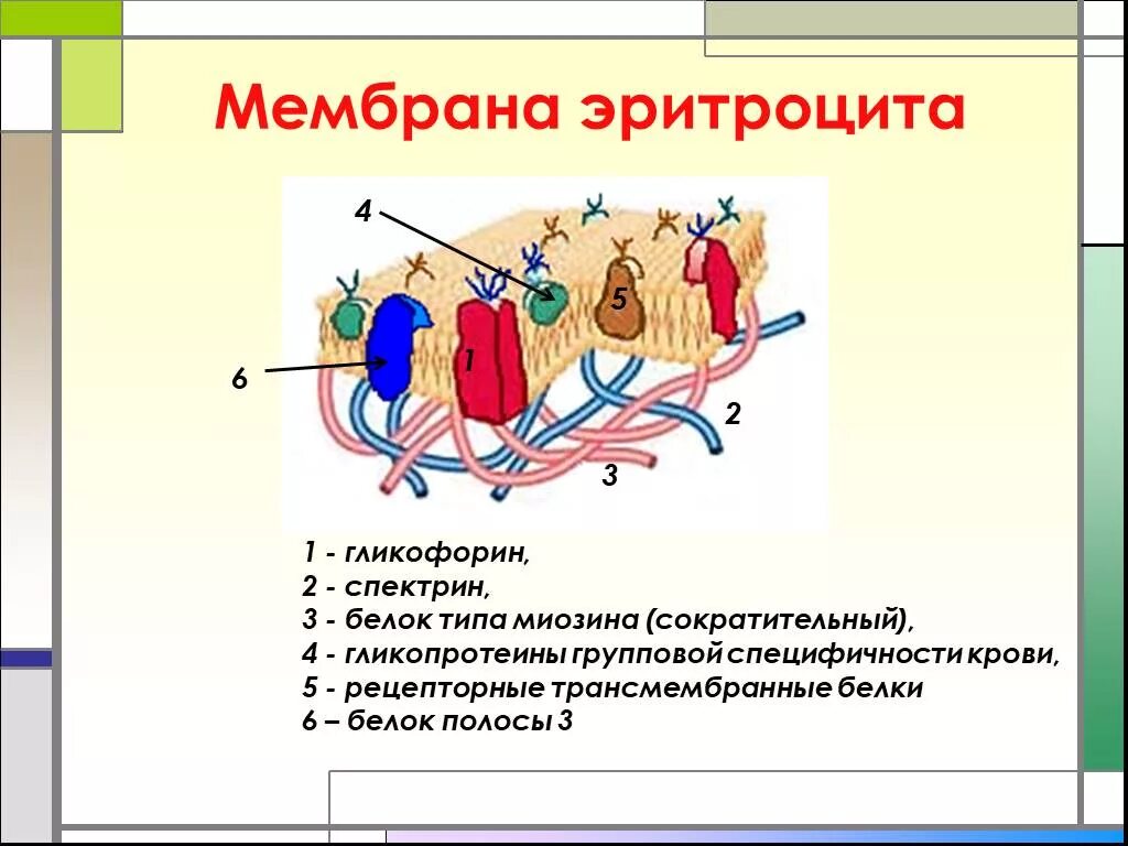 Плазмолемма эритроцита. Мембранные белки эритроцитов. Мембрана эритроцита схема. Структура мембраны эритроцита. Особенности строения клеточной мембраны эритроцита.