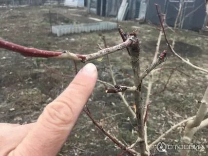 С потемневших ветвей