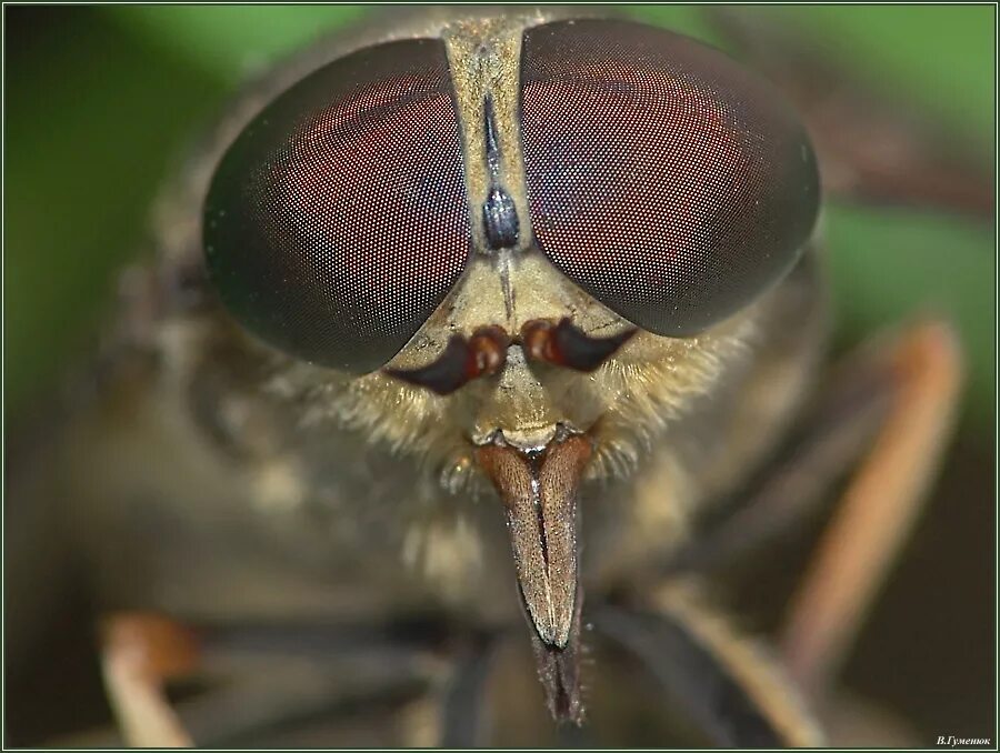 Слепень какой отряд. Слепни (tabanidae). слепень жужжальца. анатомия слепня.