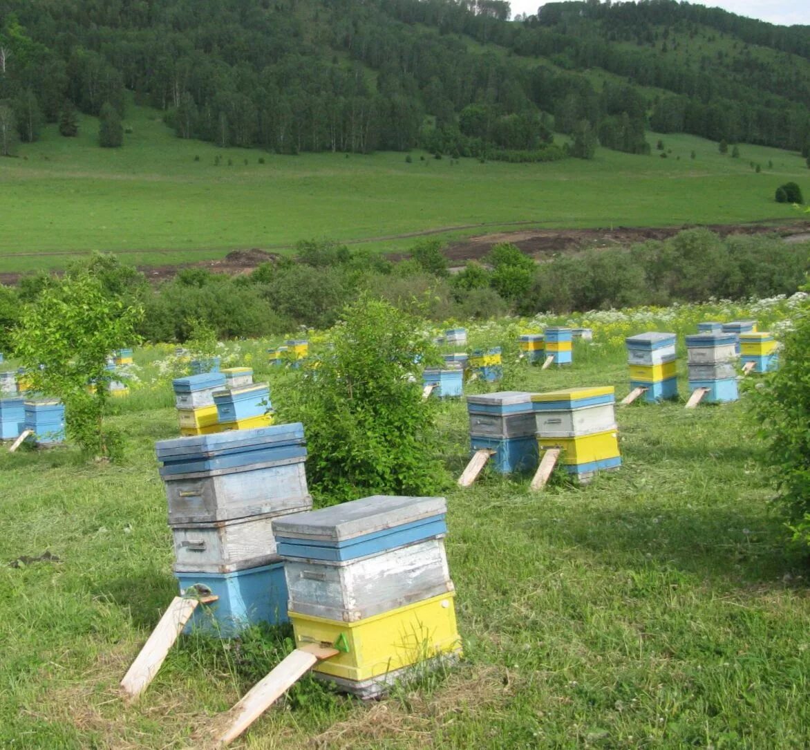 Кочевая пасека в лесу. Сооружения для пасеки. Современное пчеловодство. Улей на земле. Погода пасечный.