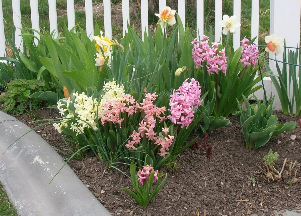 Гиацинты на даче. Мускари широколистный. Гиацинт в кашпо. Мускари в голландском саду кекенхоф. Гиацинт однолетний.