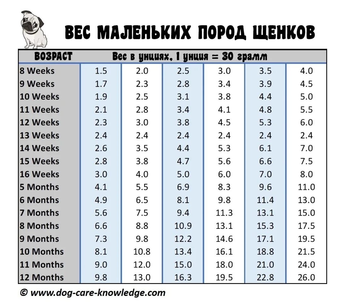 Вес щенка таксы по месяцам таблица. Вес карликовой таксы по месяцам таблица. Таблица веса карликовой таксы. Таблица веса щенков средних пород.