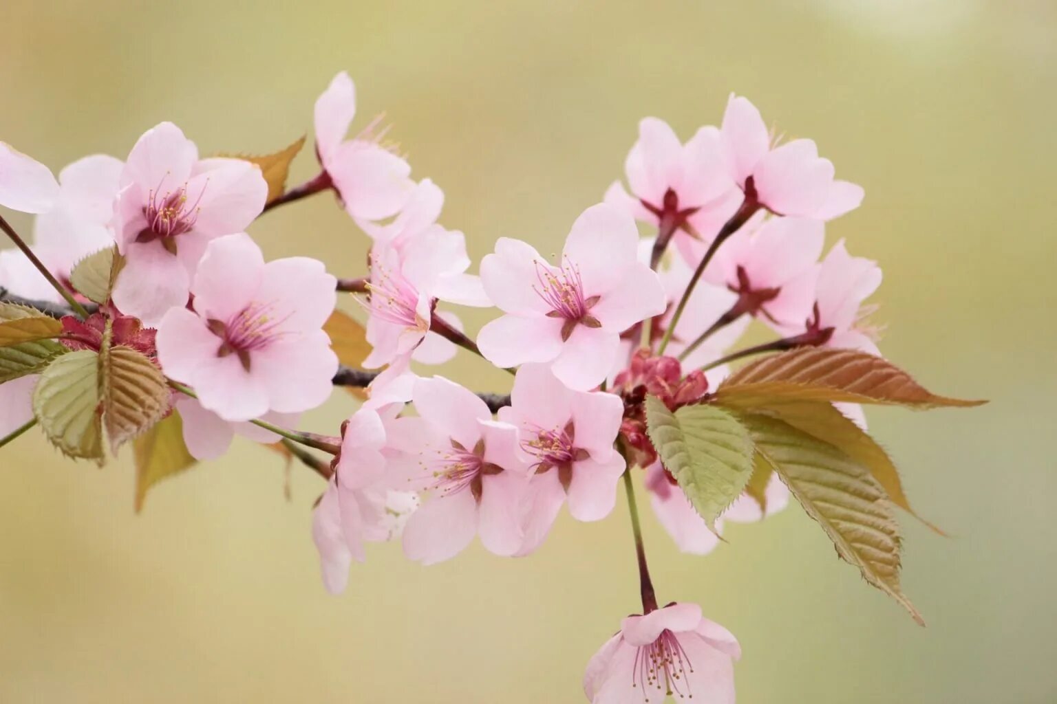 Only spring. Цветение Сакуры. Сакура фон. Как цветет Сакура. Цветение Ямадзакура.