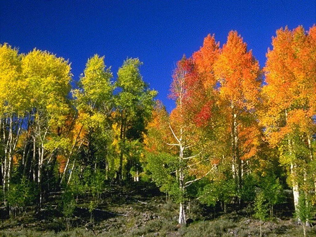 Климат лиственных лесов умеренных поясов. Зона лесов смешанные широколиственные. Зона смешанных и широколиственных лесов России. Широколиственный лес зона. Смешанный и широколиственный лес России.