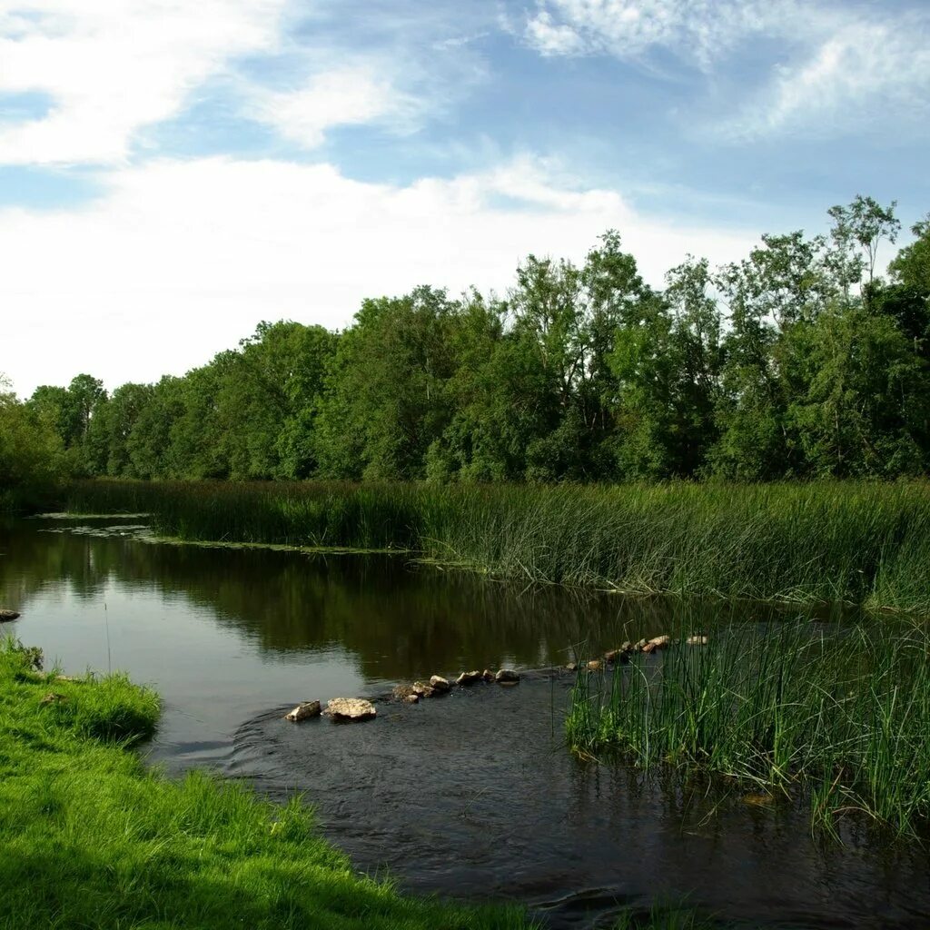 Река Луга в Ленинградской области. Река Луга Кингисепп. Луг река. Река Луга в городе Луга.