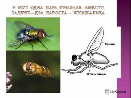 Вторая пара крыльев
