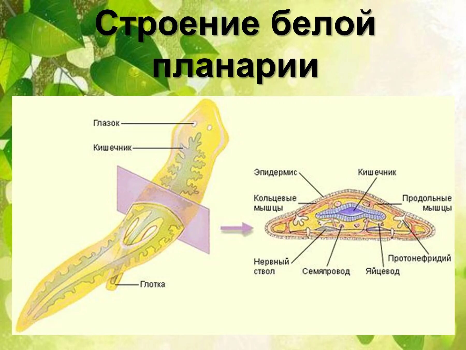 Внутреннее строение плоских. Пищеварительная система молочной планарии. Плоские черви строение систем. Схема строения планарии. Пищеварительная система червя планария.