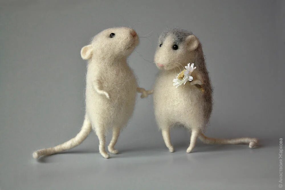 Крысы целуются. Мышей парам. Мышь полевка в поле. Две милые крыски. Мышей парам.