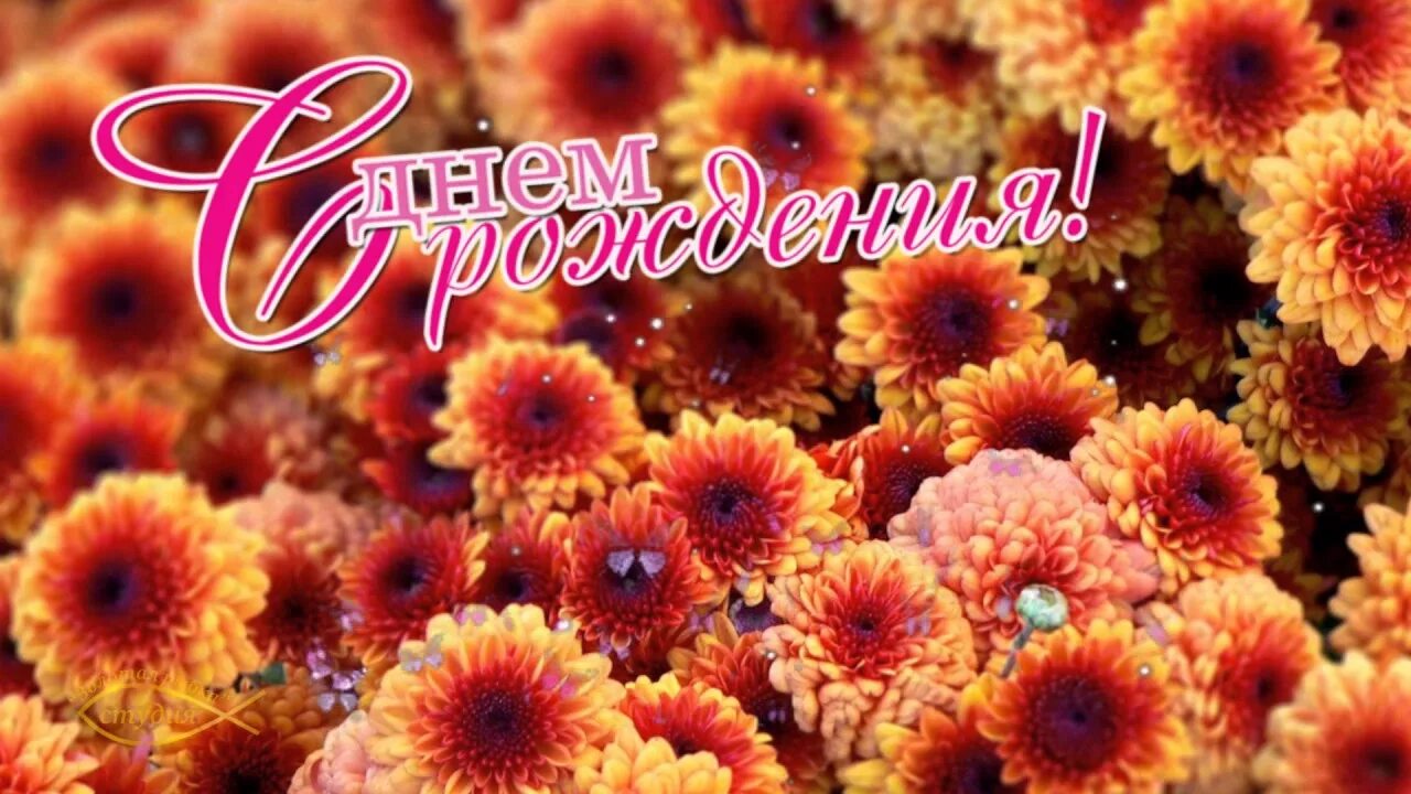 Открытки с днем рождения хризантемы. С днём рождения хризантемы. Открытка с днём рождения женщине хризантемы. Поздравляю! (Цветок).