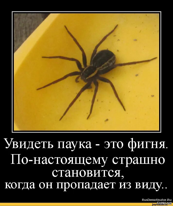 Прикол «паук». Шутки про пауков. Паук демотиваторы. Смешные шутки про пауков. Паук видит человека