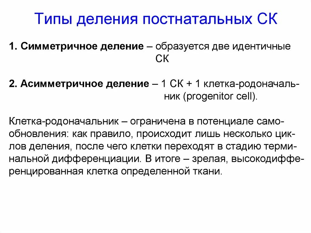 Асимметричное деление. Асимметричное и симметричное деление стволовых. Асимметричное деление стволовых клеток. Асимметричный Тип деления. Деление стволовых клеток