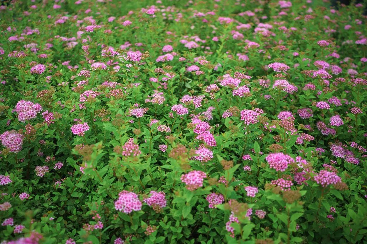 Литл принцесс купить. Спирея японская Литтл принцесс. Spiraea japonica 'little Princess'. Спирея Зигунерблют. Спирея японская «little Princess» Лесково.