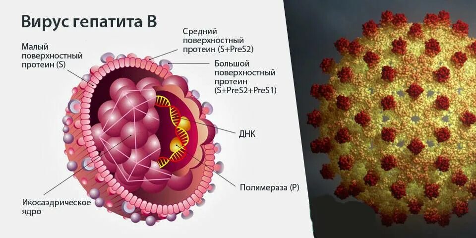 Вирусные гепатиты b и c