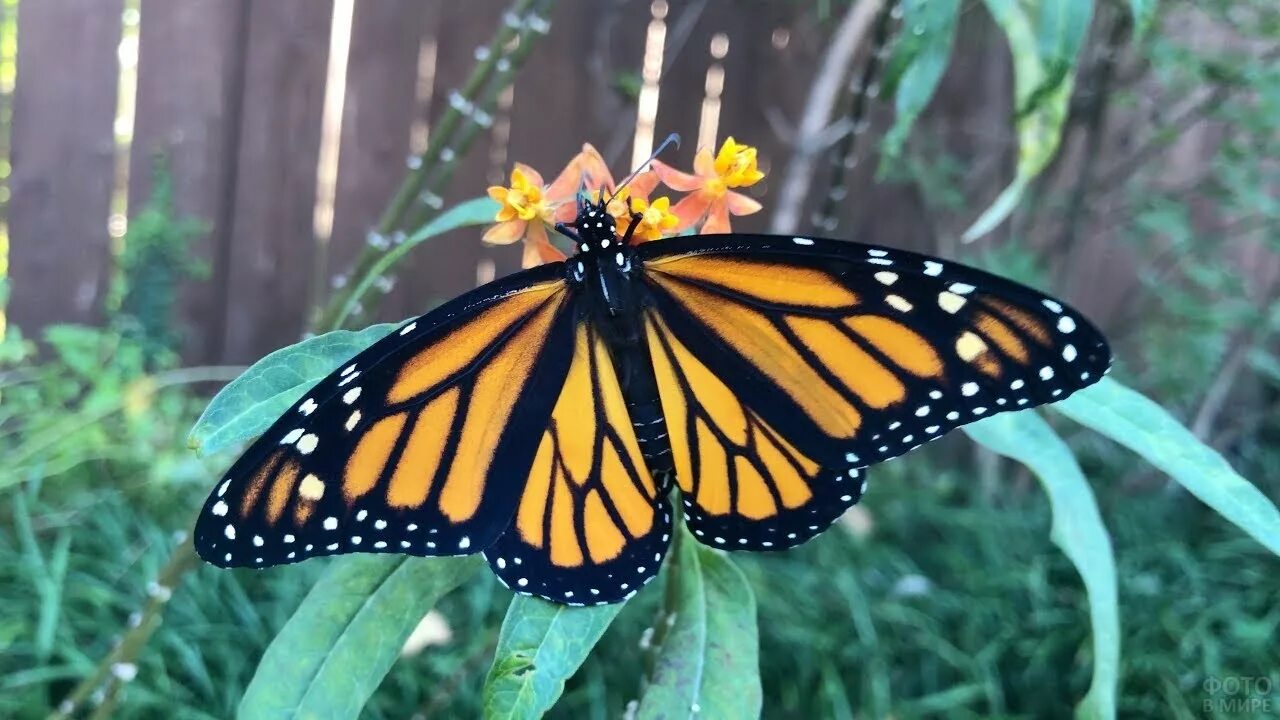 Покажи видео бабочек. Бабочка капустница. Бабочка Монарх. Тропические бабочки. Бабочка Монарх в полёте.