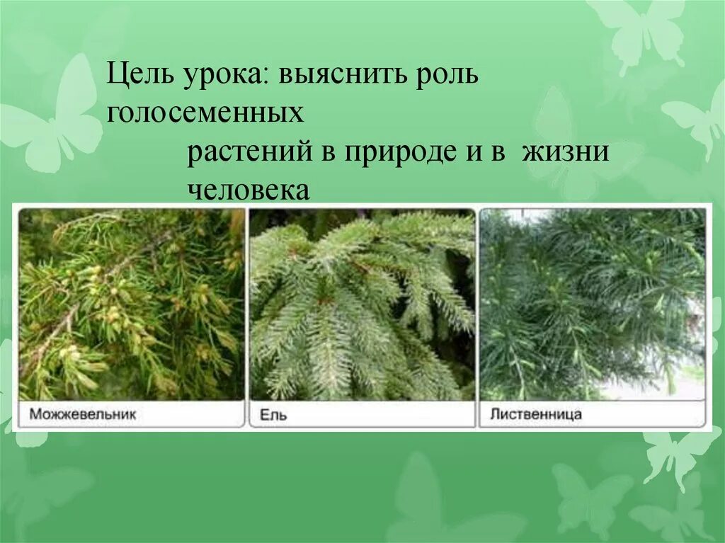 Голосеменные в природе. Роль голосеменных в природе. Голосеменные растения в природе. Роль голосеменных растений. Каково значение хвойных растений в природе назовите