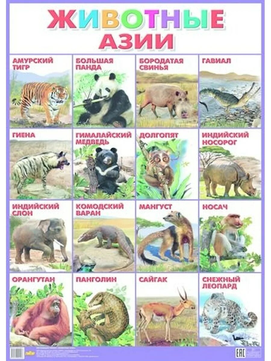 Книга animals animals. Животные Азии. Животные Азии. Плакат. Животные Азии для детей. Животные Азии список.
