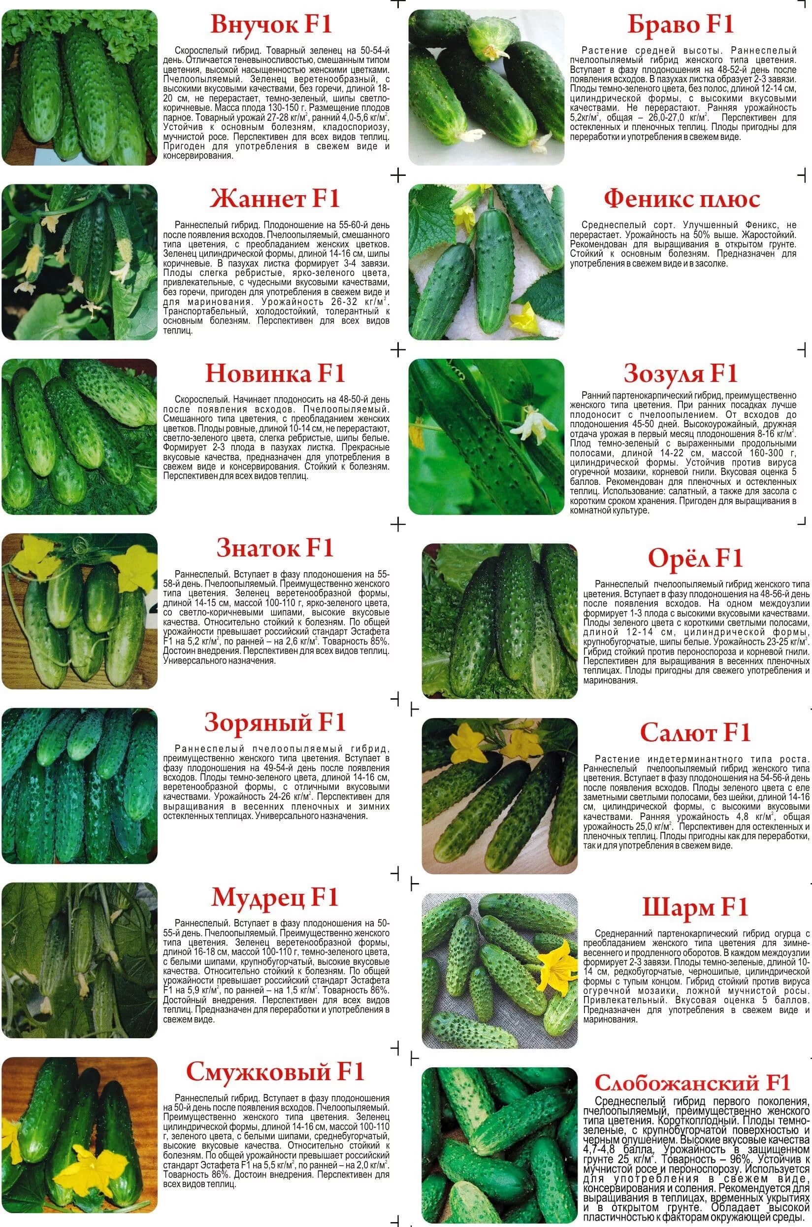 Огурцы сорта высокоурожайные для теплиц. Огурцы название сортов самоопыляемые. Название сортов огурцов для открытого грунта. Гладкие сорта огурцов для теплицы. Как вырастить ранние огурцы в теплице
