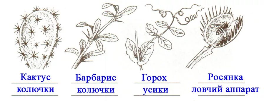 Схема видоизменения листьев. Видоизменения листьев рисунок. Видоизменения (метаморфозы) листа. Видоизменение листьев 6 кл.