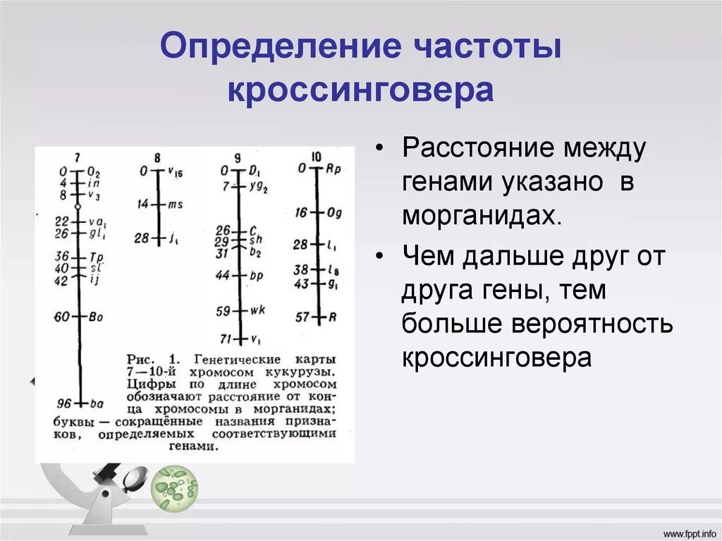 Сцепленное наследование на Морганиды. Определение расстояния между генами. Определить расстояние между генами. Расстояниемежлу генами кроссинговер. 3 гена расстояние