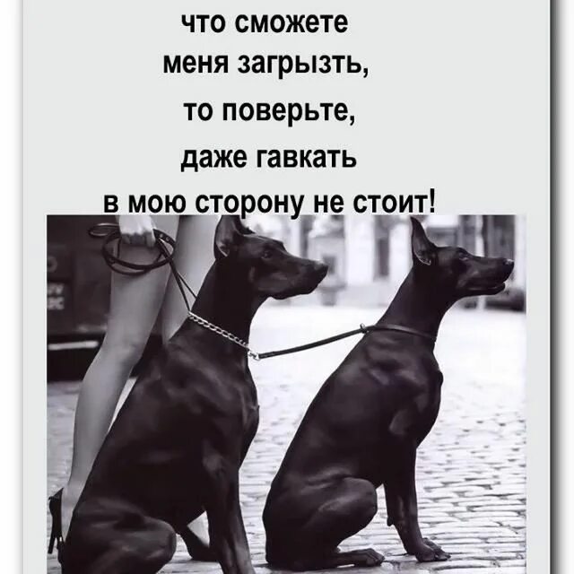 Меня если можешь. Если не уверены что сможете меня загрызть. Если вы не уверены в том что сможете меня загрызть. Если вы не уверены что сможете меня загрызть то поверьте даже. Шавка тявкающая в мою сторону.