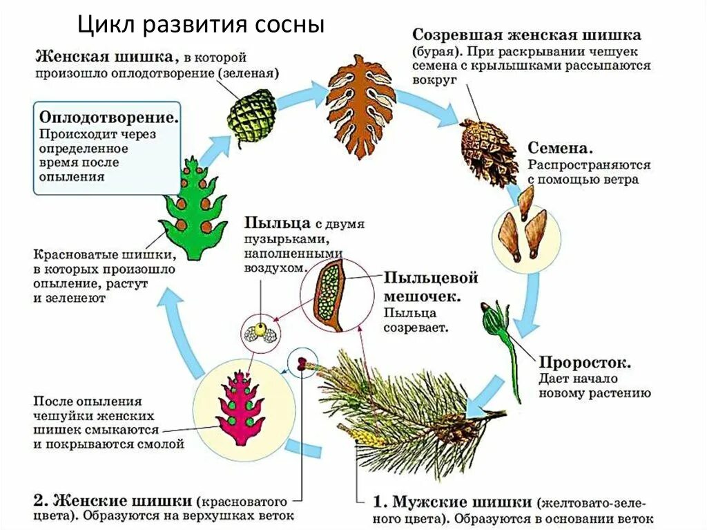 Цикл развития голосеменных растений. Цикл развития голосеменных схема. Цикл размножения голосеменных. Цикл голосеменных схема. Какая жизненная форма будет у шишки