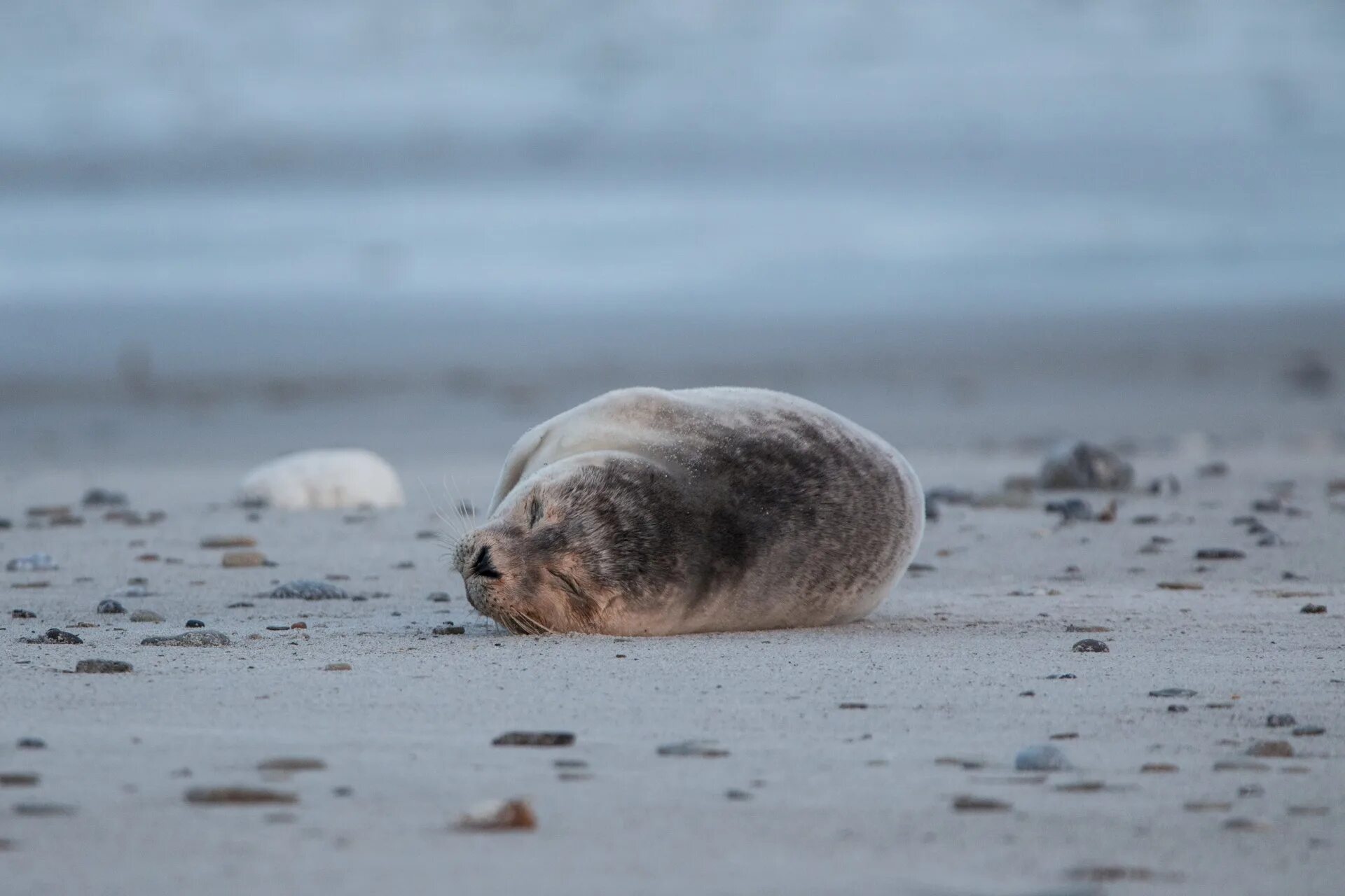 Grey seal