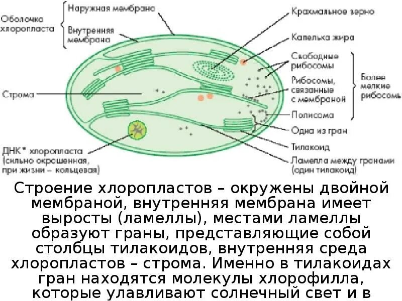 Органоиды клетки содержащие молекулы хлорофилла