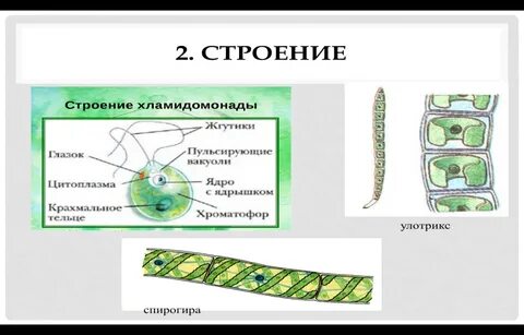 Клетка водоросли содержит
