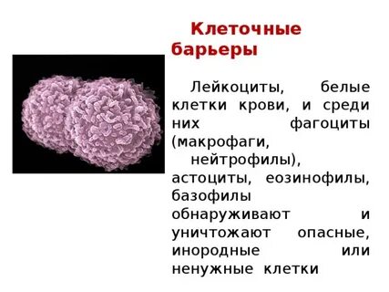 Барьерные организмы