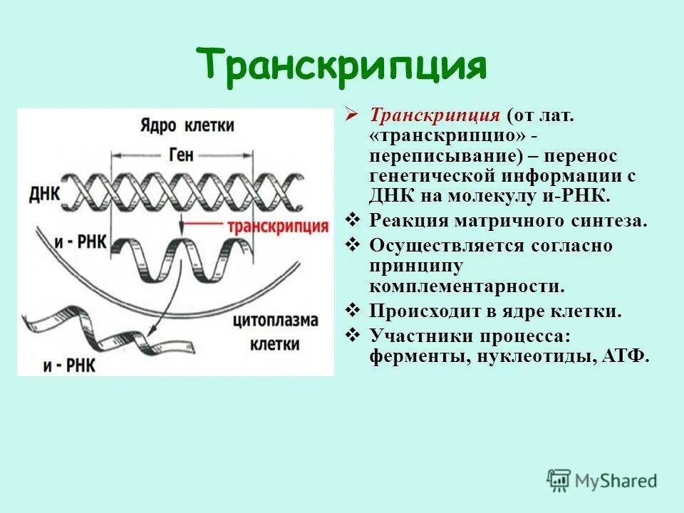 Процесс транскрипции в биологии. Транскрипции в процессе биосинтеза белка?. Процесс транскрипции происходит.