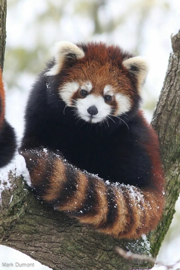 Как выглядит красный енот Red Panda Stock 6 by HOTNStock on DeviantArt