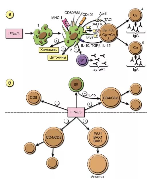 Цитокины клеточного иммунного ответа. Схема иммунного ответа врожденного и приобретенного иммунитета. Механизм врожденного иммунитета.цитокины. Механизмы активации клеток врождённого иммунитета.