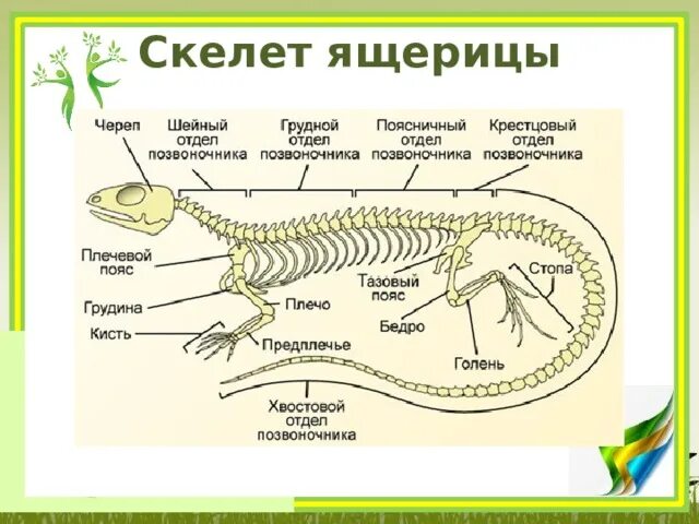 Строение скелета крокодила схема. Скелет ящерицы биология 7 класс. Опорно двигательная система рептилий схема. Отделы позвоночника прыткой ящерицы.