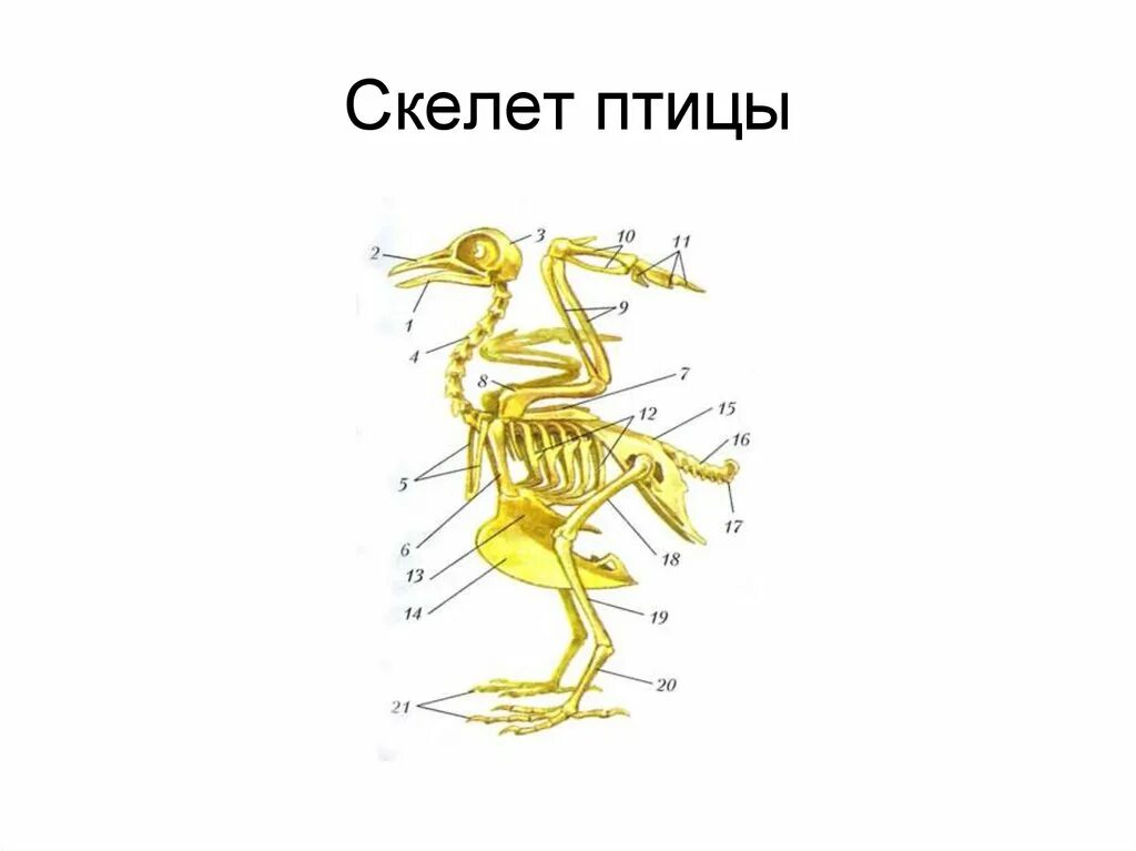 Опорная система птиц. Опорная система птиц