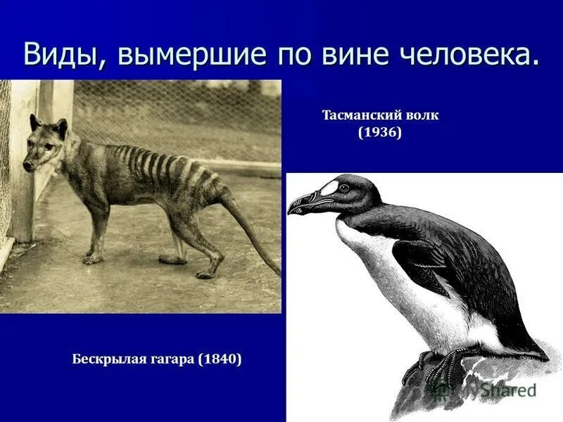 Как называется исчезнувший вид. Вымирающие виды животных. животные которые исчезли. полностью вымершие животные. исчезающие виды.